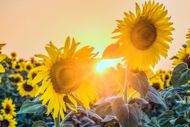 blooming sunflowers in the rays of low evening sun. backlight sunlight.