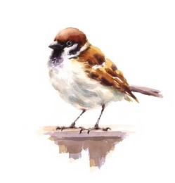watercolor bird sparrow hand drawn wildlife nature illustration isolated on white background