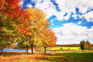 autumn at the morning park