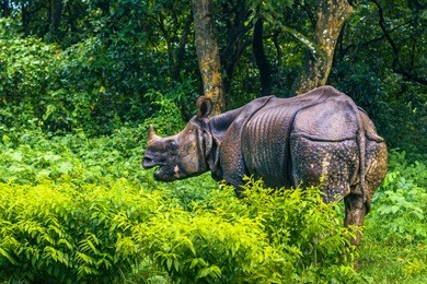 indian rhino in chitwan national park, nepal