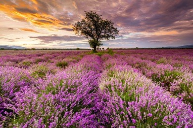 a tree in the middle of lavender field