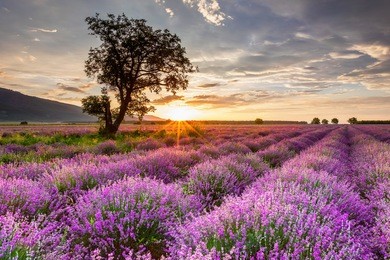 vast lavender field at sunrise