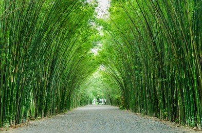 bamboo in the forest nature background
