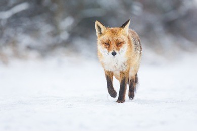 red fox in the snow
