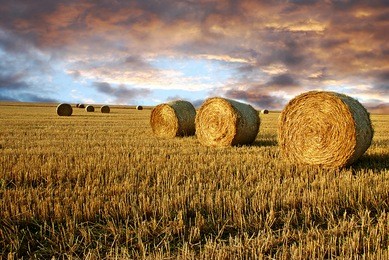 field after harvest and dramatic sky during sunset