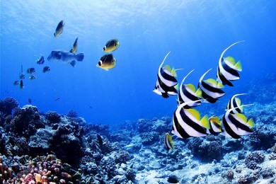 banner & anger fish, french polynesia