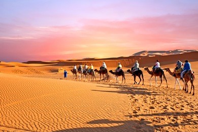 camel caravan going through the sand dunes in the sahara desert, morocco at sunset