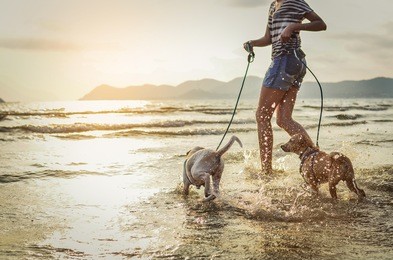 thai dogs enjoy playing on beach with owner