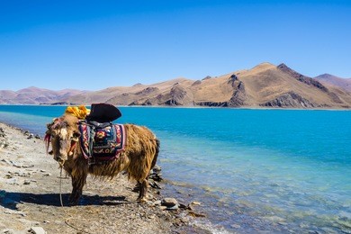 beautiful landscape picture of yamdrok lake in tibet,yak