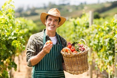 portrait of happy farmer holding a basket of vegetables in the vineyard