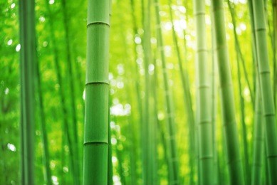 bamboo forest in japan.