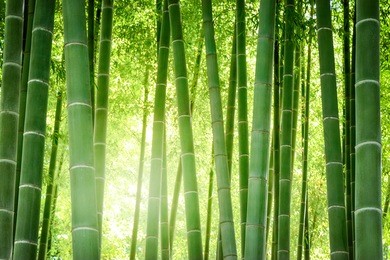 bamboo forest in japan.