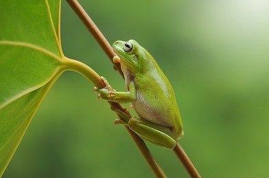 frog, dumpy frog, tree frog, frog on the leaves,