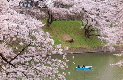 tourists rowing boats merrily on a lake under beautiful cherry blossom trees ( sakura ) in chidorigafuchi urban park, tokyo ~ sakura hanami is a popular activity during flower season in japan