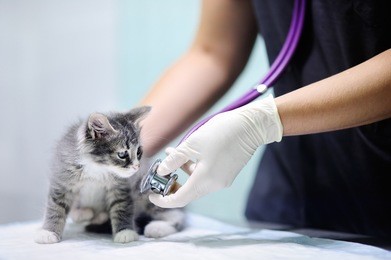 female veterinary doctor using stethoscope for cute kitten