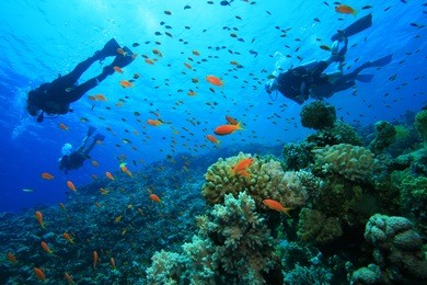 scuba diving on a coral reef with tropical fish