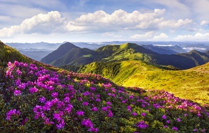 colorful summer morning with fields of blooming rhododendron flowers. splendid outdoors scene in the carpathian mountains in june, ukraine, europe. beauty of nature concept background.