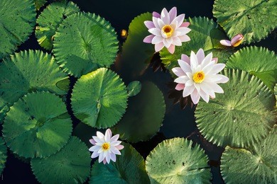 lotus flower and leaf in pond water surface top view outdoor sunlight