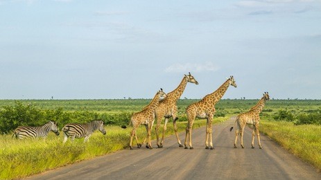 group of wild giraffes in a green savannah crossing the road in kruger park, south africa