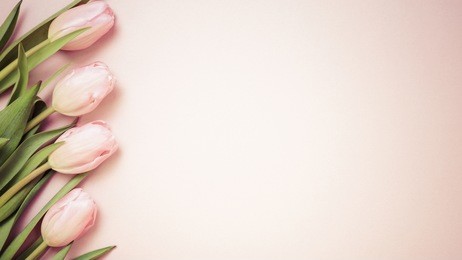 pink tulips on the pink background. flat lay, top view. valentines background. horizontal, wide screen format, toned