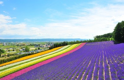 colorful stripe of flower in big garden