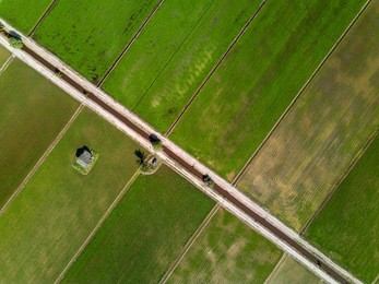 aerial view - green paddy field from above