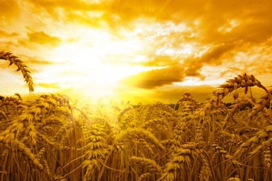 golden sunset over wheat field