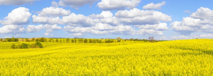 panorama spring field in high resolution, blooming rape, blue sky