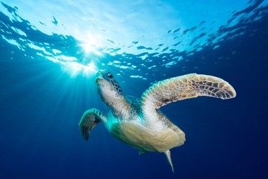 green turtle