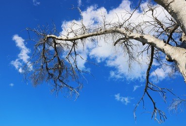 leafless branch of the parched tree against blue sky