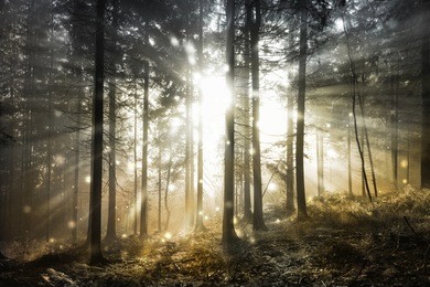 fantasy firefly lights in the magical sunlight fairy tale foggy forest.