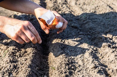 hands sowing seeds into the soil in the vegetable garden. spring gardening.