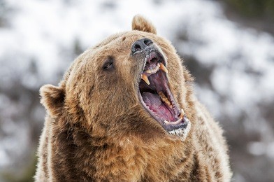 grizzly roaring a warning