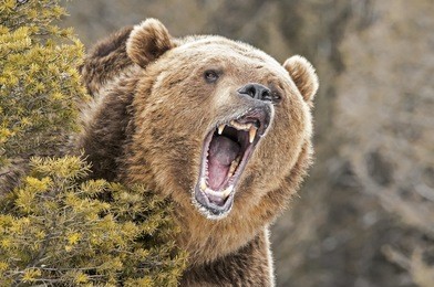 roaring grizzly bear behind bush