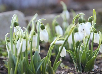 spring snowdrops. spring primroses