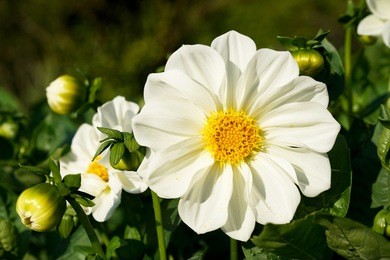 white cosmos flowers in the garden