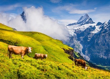 cattle on a mountain pasture. colorful morning view of bernese oberland alps, grindelwald village location. schreckhorn summit in the morning mist. switzerland, europe. 