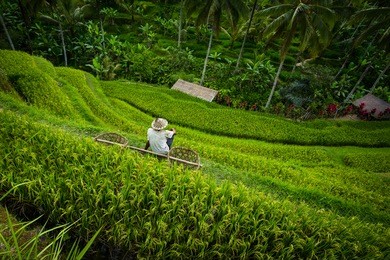 rice terrace worker with baskets - tegallalang, bali