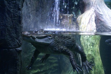 crocodile swimming in the water of aquarium