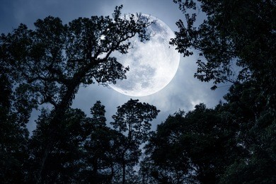 super moon or big moon. silhouette the branches of trees against night sky on tranquil nature. beautiful landscape with large moon, outdoors at nighttime. the moon were not furnished by nasa.