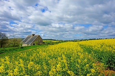 an isolated cotswold country farm house surrounded by fields of oil seed rape in spring near painswick, the cotswolds, gloucestershire, united kingdom