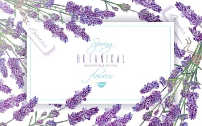 vector lavender flowers banner on white. design for natural cosmetics, beauty store, health care products, perfume, essential oil, aromatherapy. can be used as greeting card or wedding invitation