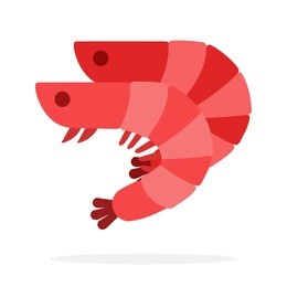 raw large shrimps vector flat material design isolated on white