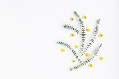 flowers composition with fresh eucalyptus branches and yellow flowers. easter, spring, summer concept. flat lay, top view.
