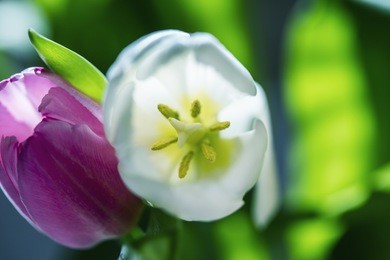colorful tulip flower ,macro  close up 
