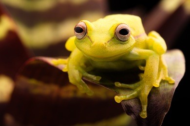 polka dot tree frog, hypsiboas punctatus. animal from the tropical amazon rain forest. a beautiful curious yellow treefrog.
