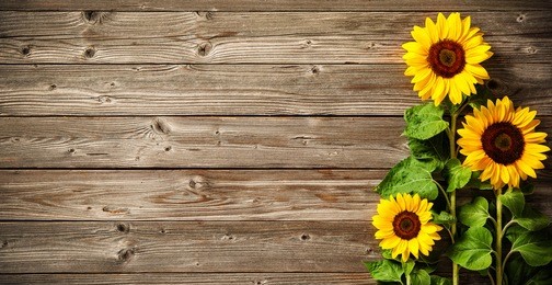 autumn background with sunflowers on wooden board