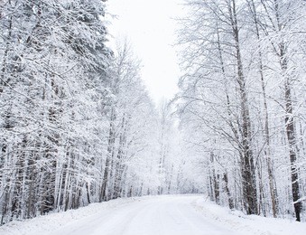 the road in the winter forest.