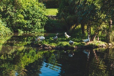 auckland domain, auckland, new zealand
