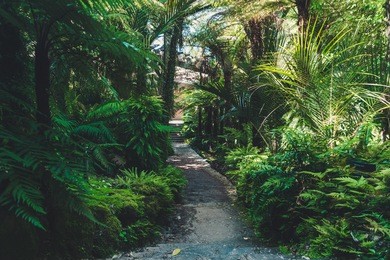 auckland domain, auckland, new zealand